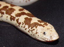 Leucistic Sand Boa?