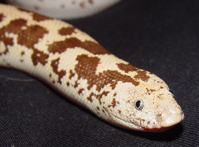 Leucistic Sand Boa?