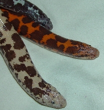 Leucistic Sand Boa?