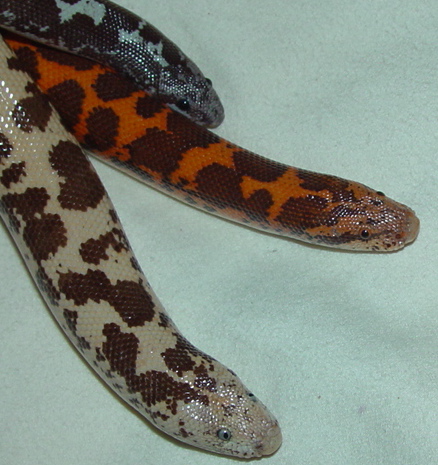 Leucistic Sand Boa?