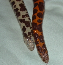 Leucistic Sand Boa?