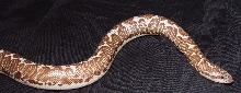 Ghost axanthic