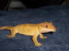 S Dot (male)
