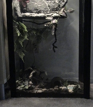 BottomHalfof55galcrestgeckotank