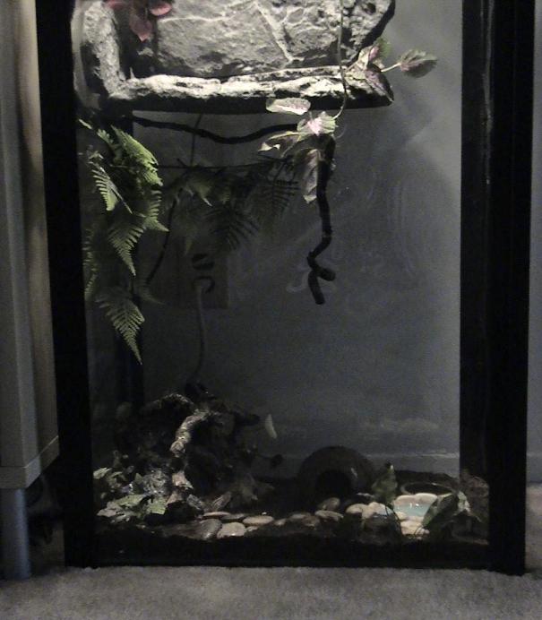 BottomHalfof55galcrestgeckotank