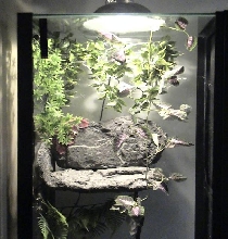 TopHalfOf55GalCrestedTank
