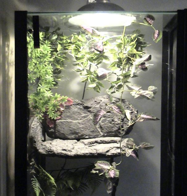 TopHalfOf55GalCrestedTank