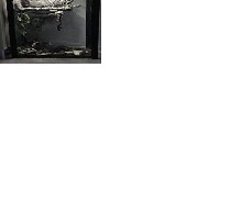 BottomHalfOf55GalCrestedTank