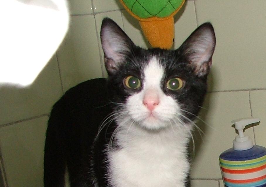 Fibi