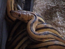 super tiger