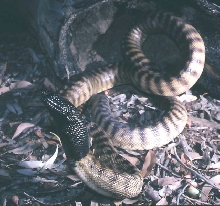 Black headed python