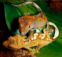 Young Crested geckos