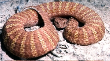 Death Adder