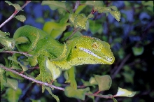 New Zealand green gecko