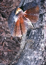 Frilled Lizard