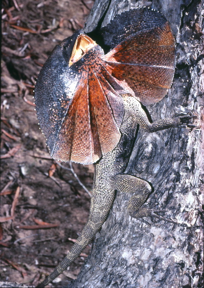 Frilled Lizard
