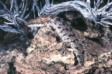 Spiny tailed skink