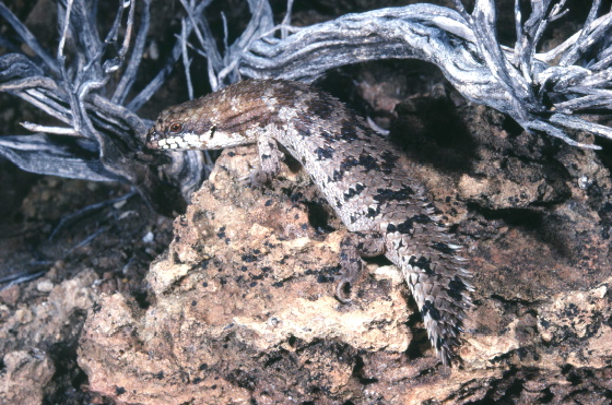 Spiny tailed skink