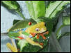 Xanthic red eye tree frogs breeding