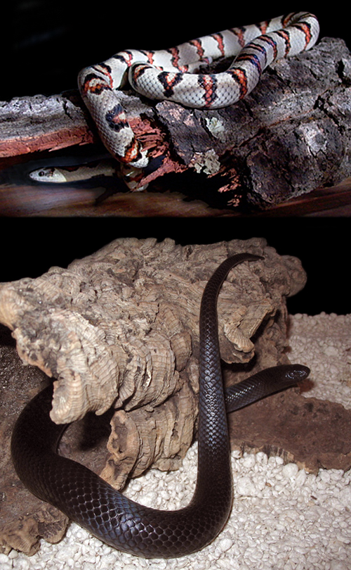 '02 melanistic female / white leonis male thayeri pair