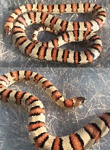 '03 Lopez yellow leonis female thayeri-Cheerios