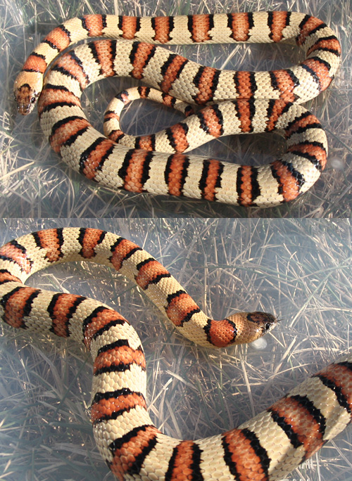 '03 Lopez yellow leonis female thayeri-Cheerios