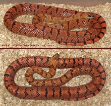 '04 Baubel male thayeri 5m 1