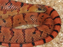 '04 Baubel male thayeri 5m 2