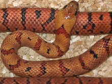 '04 Baubel male thayeri 5m 3