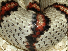 '98 Vermilya white female thayeri scale 1