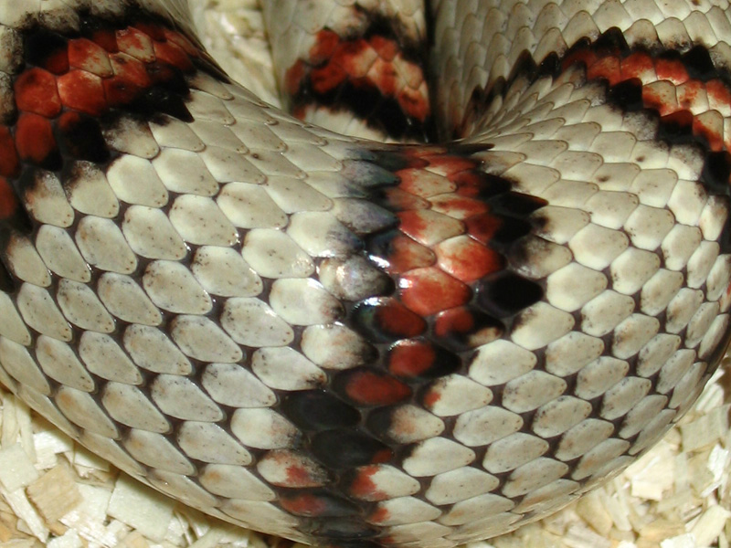 '98 Vermilya white female thayeri scale 1