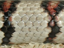 '98 Vermilya white female thayeri scale 2
