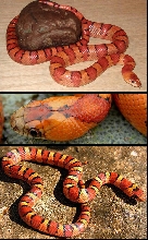 Orange thayeri collage