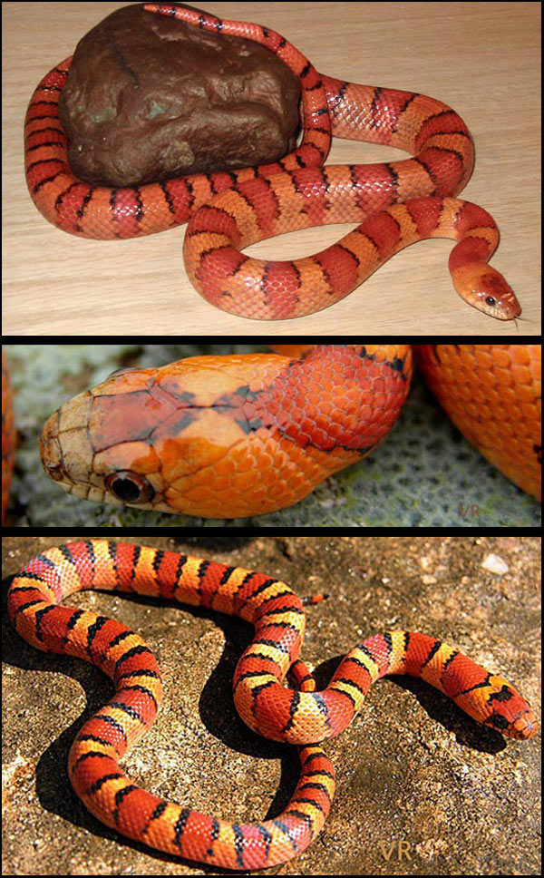 Orange thayeri collage