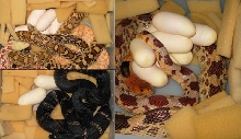 A-foam lay box