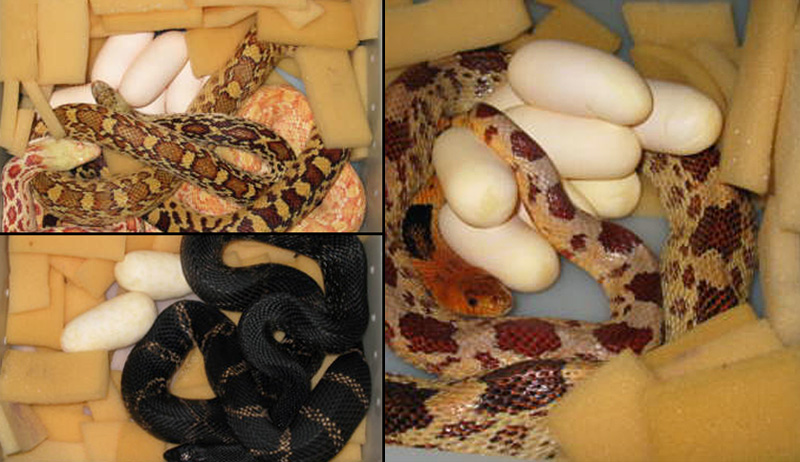 A-foam lay box