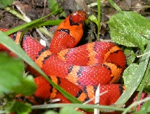 '04 Bodner orange milksnake male thayeri 1