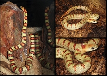 Yellow leonis male thayeri collage