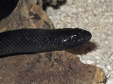'02 Ferr melanistic female thayeri 2