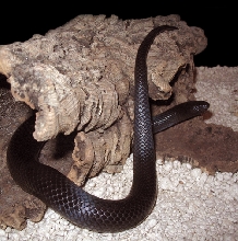 '02 Ferr melanistic female thayeri 1