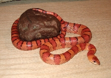 '03 Vermilya orange leonis male thayeri
