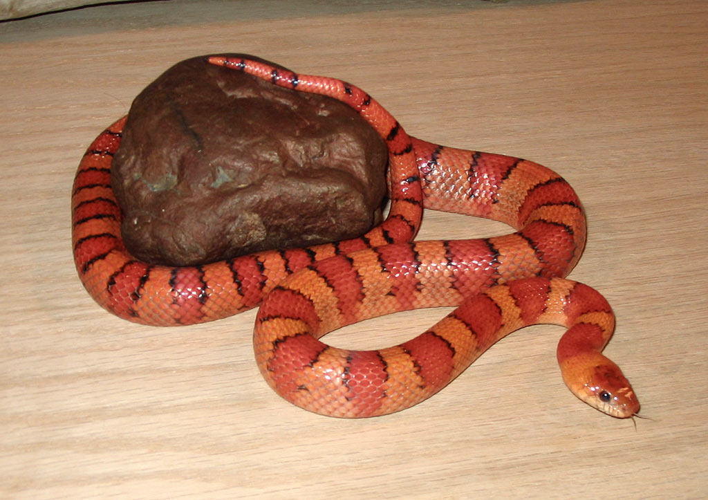 '03 Vermilya orange leonis male thayeri