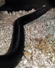 '02 Ferr melanistic female thayeri 3