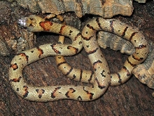 '05 Baubel male thayeri