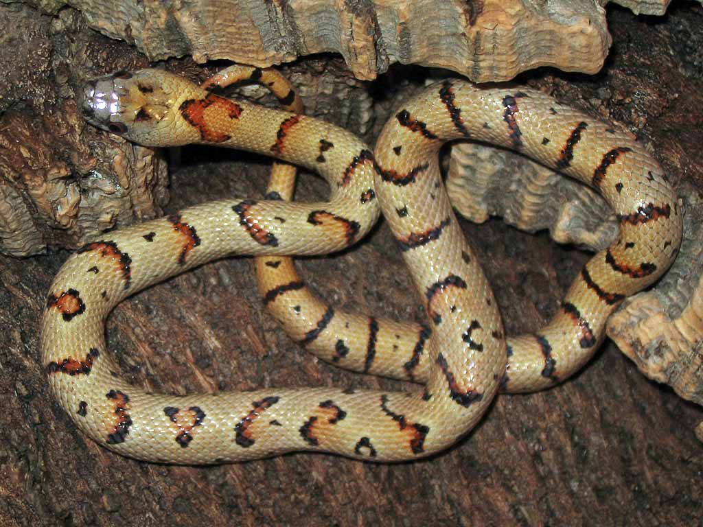 '05 Baubel male thayeri