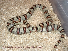 '02 Vermilya white leonis male thayeri