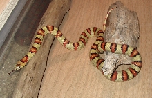 '03 Stahl-Vermilya yellow leonis male thayeri 3