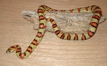 '03 Stahl-Vermilya yellow leonis male thayeri 2