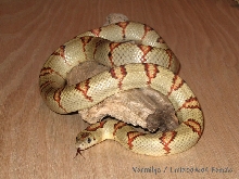 '03 Vermilya pastel green leonis female thayeri
