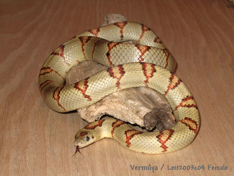 '03 Vermilya pastel green leonis female thayeri